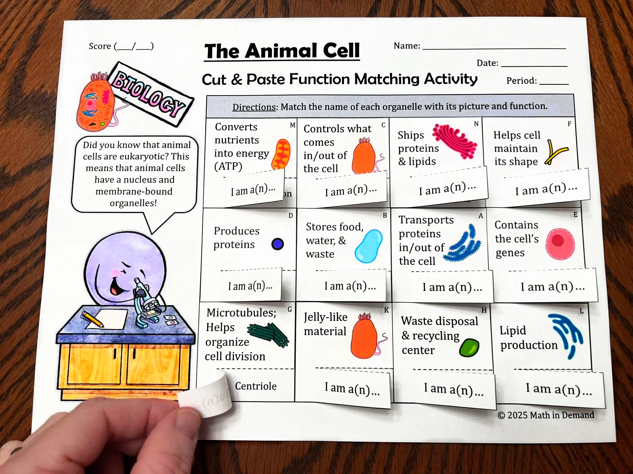 Animal And Plant Cell Cut Paste Matching Activities 1