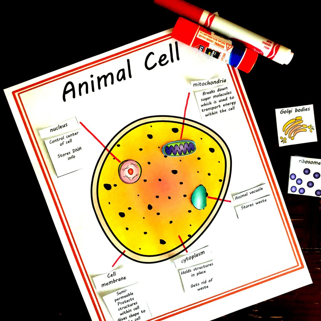 Animal And Plant Cell Worksheet