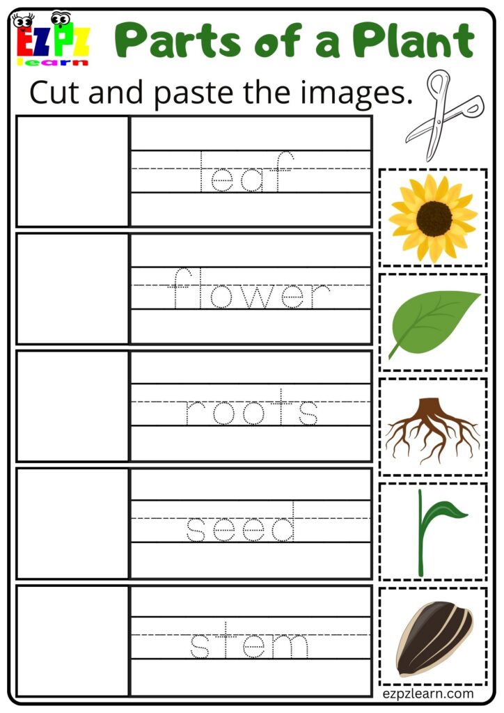 Parts Of A Plant Cut And Paste Activity For Kindergarten Or Esl Students Free Printable Pdf Download Worksheets